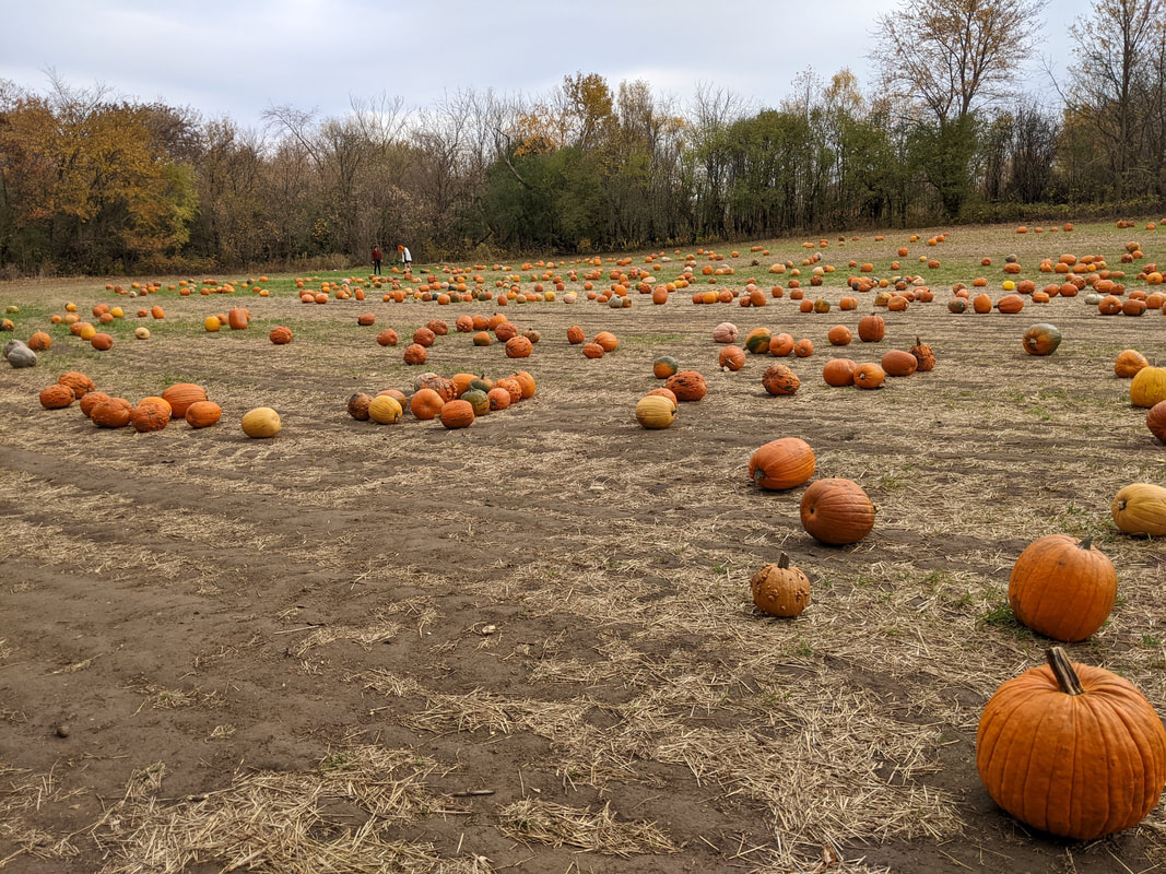 Pumpkin Farm
